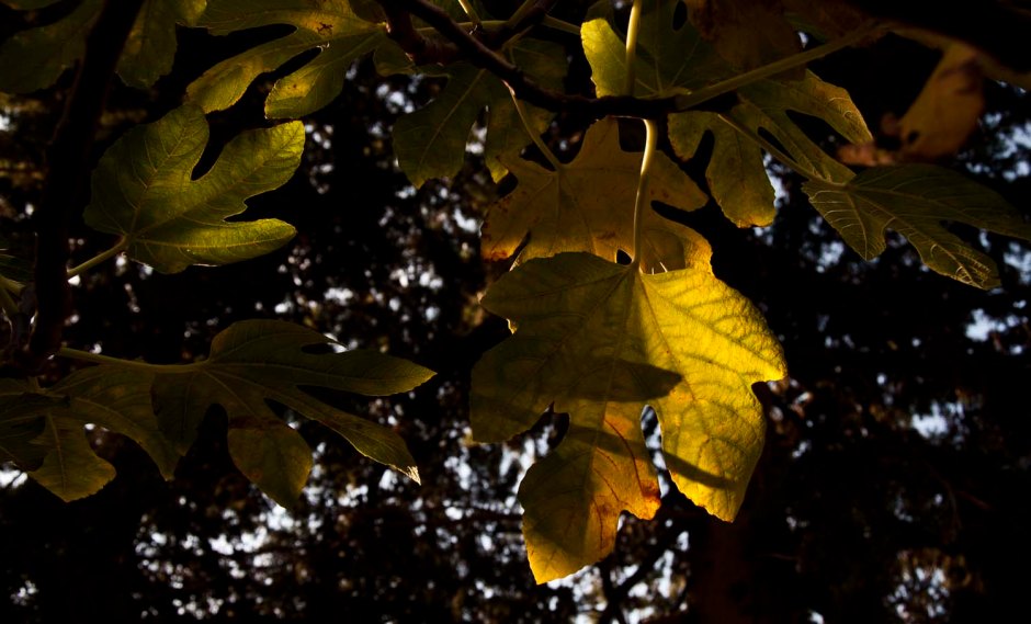 Komiža 14, november 2012