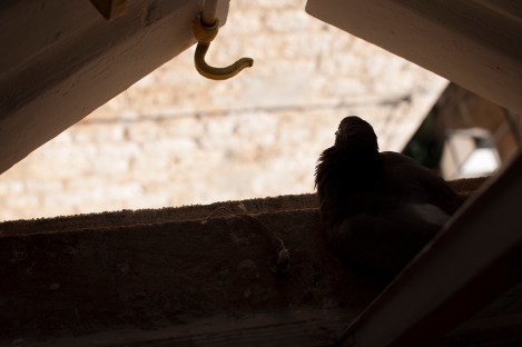 on that very Komizan day