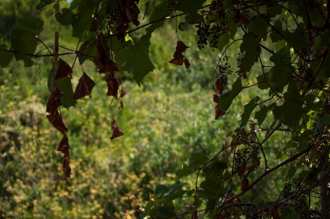 on that very Komizan day