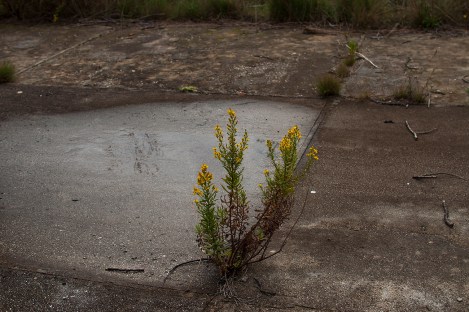 yellow Komizan flower
